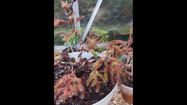 présentation de mes bonsaïs et succulentes #1 смотреть онлайн