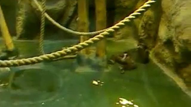 Шимпанзе - ближайший родственник человека смотреть онлайн