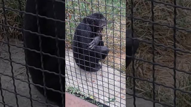 Крым тайган(парк львов) смотреть онлайн