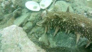 Трепанг дальневосточный.