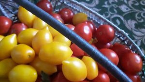ТОМАТ ???ЮБИЛЕЙНЫЙ ТАРАСЕНКО И ЛИМОН ЛИАНА КРАСИВЫЕ)))