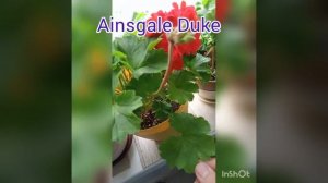 Сортовые пеларгонии - обзор цветущих пеларгония на моей лоджии