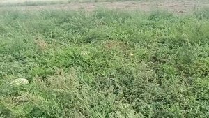 Осенний молодой арбуз на поле| Цена на арбуз| Арбуз АУ Продюсер пвп