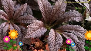 Роджерсия конскокаштанолистная Бронз Пикок. Краткий обзор rodgersia aesculifolia Bronze Peacock