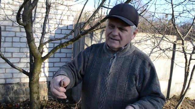 Самая простая и надёжная перепрививка фруктовых деревьев весной