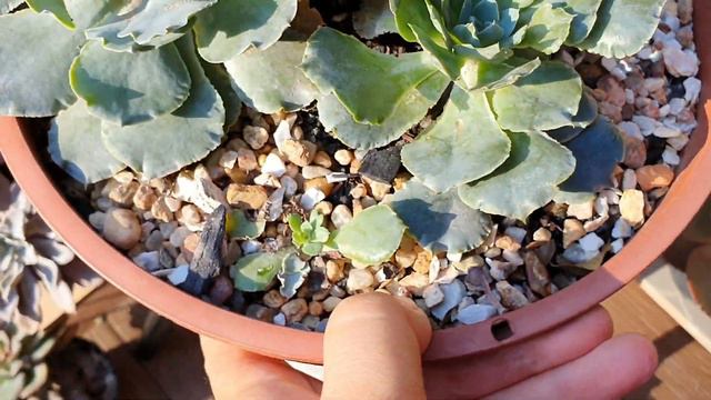 SUCULENTA comum de DIFÍCIL CULTIVO E REVELO O SEGREDO DE CULTIVO DA ECHEVERIA Shaviana MUITAS dicas смотреть онлайн
