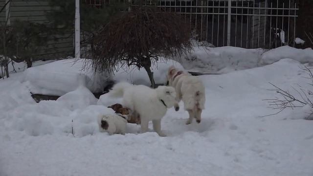 ДТ - 291. Урок из курса "Счастливый щенок": весело, дружно, интенсивно. смотреть онлайн
