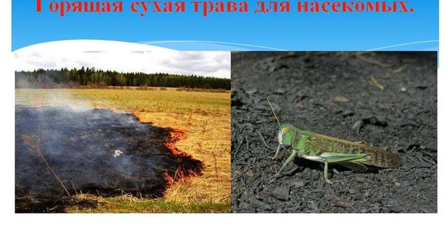 Классный час "Почему нельзя жечь траву?" смотреть онлайн