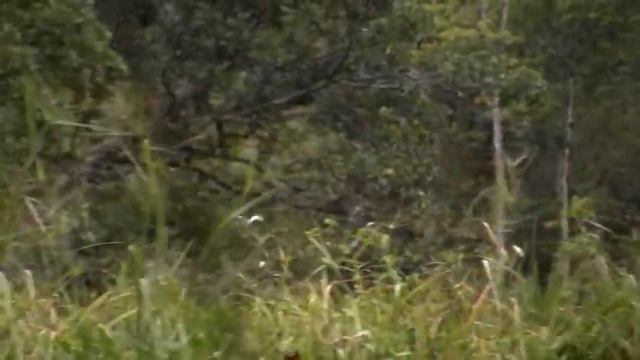 An epic adventure on a kayak on a Florida river (Wekiva River) смотреть онлайн