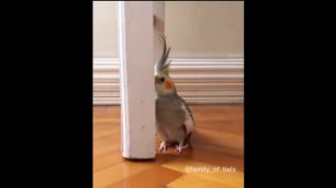 Самые смешные попугаи в мире 2 - смешное видео, приколы, смотреть онлайн