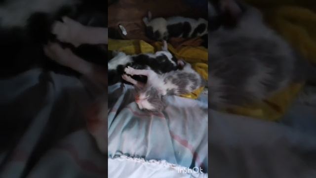 3- День 6-й. Послеобеденный сон котят. смотреть онлайн