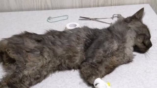 Нет слов.. На котёнке тренировались шить нитками .. Он был как тренировка ! смотреть онлайн