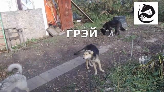 Чудесный домашний приют: поможем вместе!!!