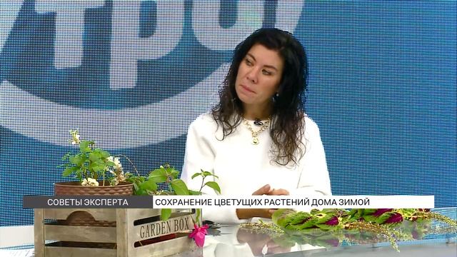 Как сохранить цветущие растения дома зимой?