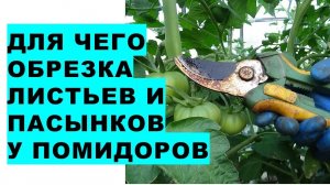 Для чего мы обрезаем листья и пасынки у помидоров? Чому потрібна обрізка листя у томатів?