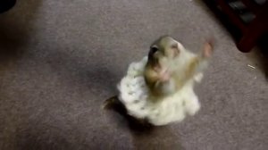 Oh un petit rat de l'Opéra !