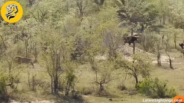 Lion Fight Compilation🦁Part 1 (Lions Fighting Bulls, Buffalos, Leopards, Tigers, Jaguars & Warthogs смотреть онлайн