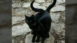 Песенка про чёрного кота. Открытка. Black cat.