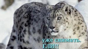 Какой красивый Снежный барс