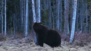 МЕДВЕДЬ ИЛИ ТИГР ? КТО ЖЕ ВСЕ-ТАКИ СИЛЬНЕЕ НА САМОМ ДЕЛЕ ? / МЕДВЕДЬ ПРОТИВ ТИГРА / МЕДВЕДЬ В ДЕЛЕ