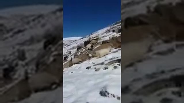 Снежная гора смотреть онлайн