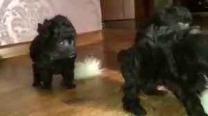 Черные той пудели