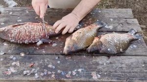 Нож Марал CPM 3V в работе по рыбе.