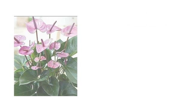 Violet Anthurium Plant смотреть онлайн