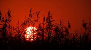 Я РАССКАЖУ ТЕБЕ. Нина Шацкая