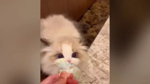 смешные случаи с животными 42