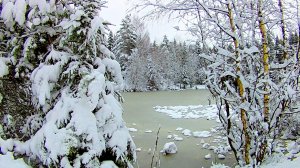 Живописный пейзаж лесного озера зимой. Звуки живой природы. Видео для отдыха.