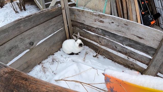 Гуляем с Ромео 19.03.2021/ Кролик калифорнийский / питомник Мари Мистик кролики смотреть онлайн