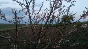 Болезни персика. Курчавость листьев