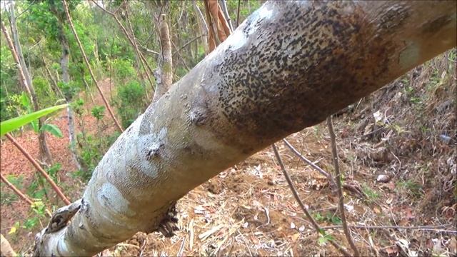 Clove (Syzygium aromaticum) смотреть онлайн