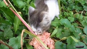 КОТЕНОК