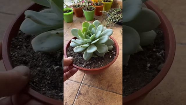 Echeveria derenbergii x laui | Trasplante express