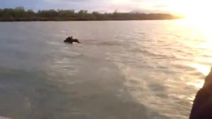 Камчатский медведь