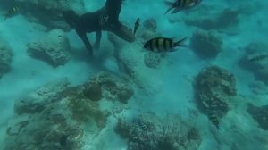 Подводный мир Тайланда. ??? Снорклинг на Краби