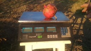 Гранат Никитский ранний