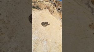 змея водянка