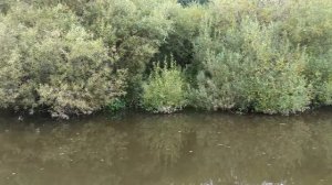 Там где журчит река