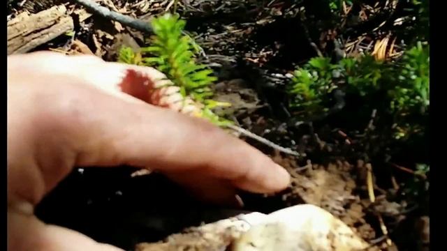 Bitterroots matsutake смотреть онлайн