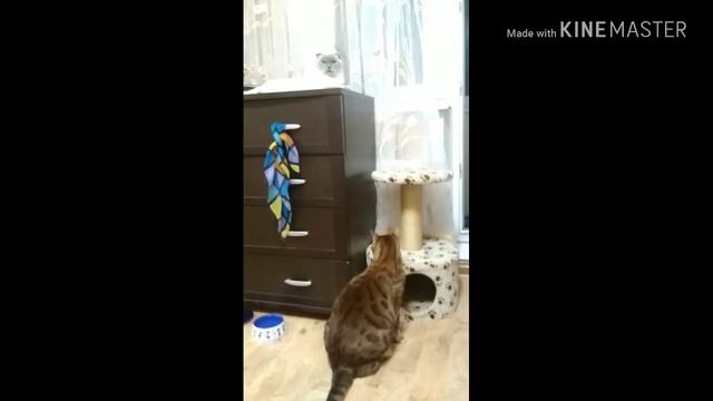 Принц Бенгальский и принцесса Шотландская. смотреть онлайн