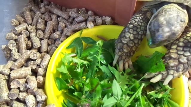 СРЕДНЕАЗИАТСКАЯ ЧЕРЕПАХА 2 смотреть онлайн