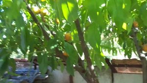 Персики: привитые или сеянцы (из косточек)?