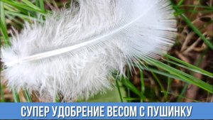 Вы не представляете как я использую куриные перья с пользой для всего огорода Перья как удобрение