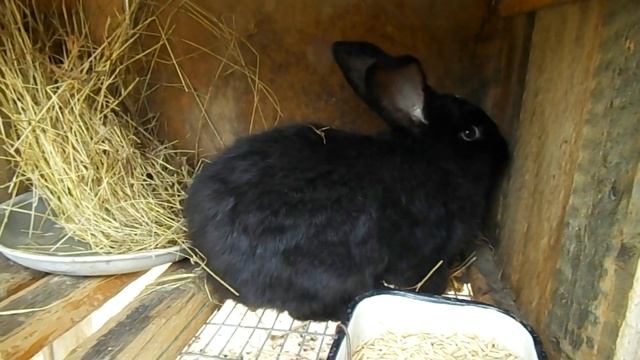 Можно ли кроликам давать капусту? Кролиководство смотреть онлайн