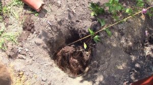 посадка клематиса