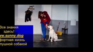 рядом дрессировка лабрадоора ретривера щенка