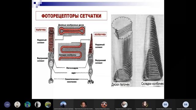 Зрительный анализатор | Физиология
